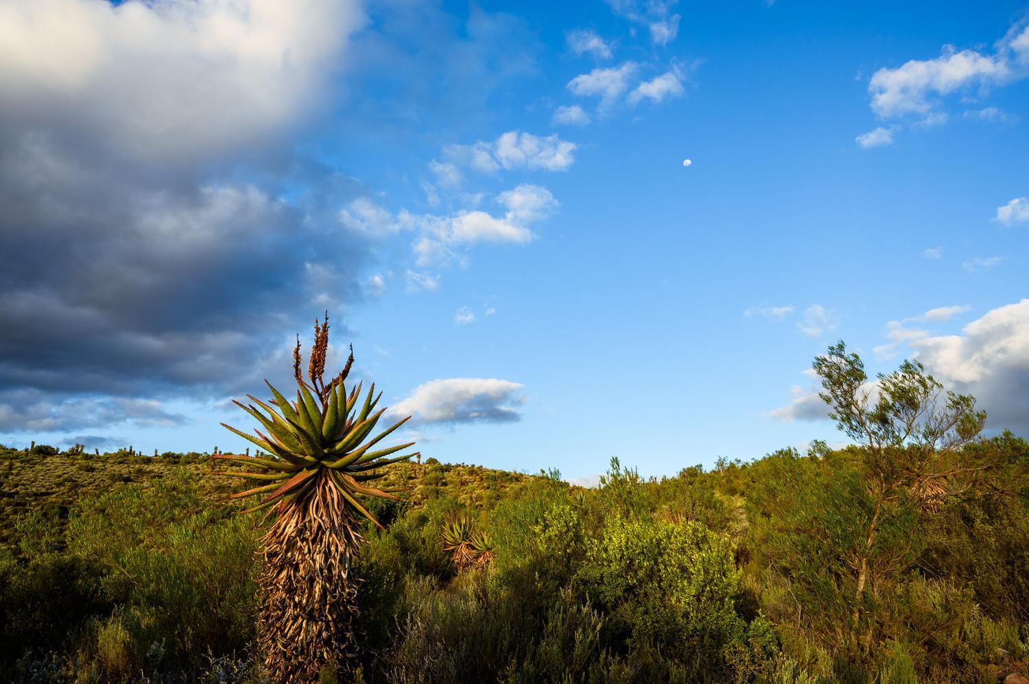לינה וארוחת בוקר אאודטסהורן Le Petit Karoo Ranch מראה חיצוני תמונה